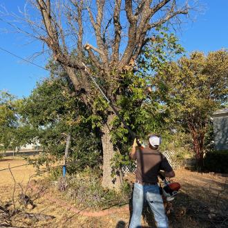 tree-trimming-san-angelo